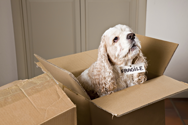 San Francisco Moving With Pets